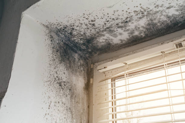 Affordable Mold Cleanup solutions in Hawk Run, PA